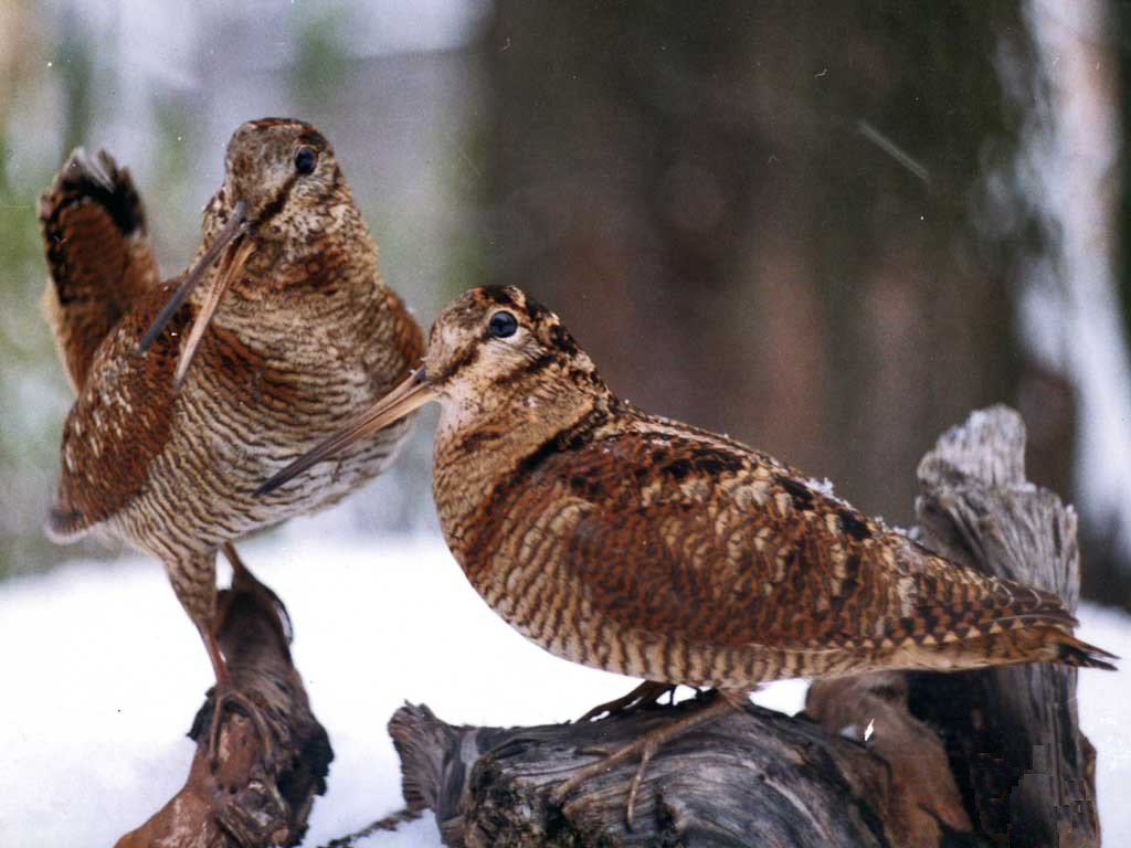 Вальдшнеп